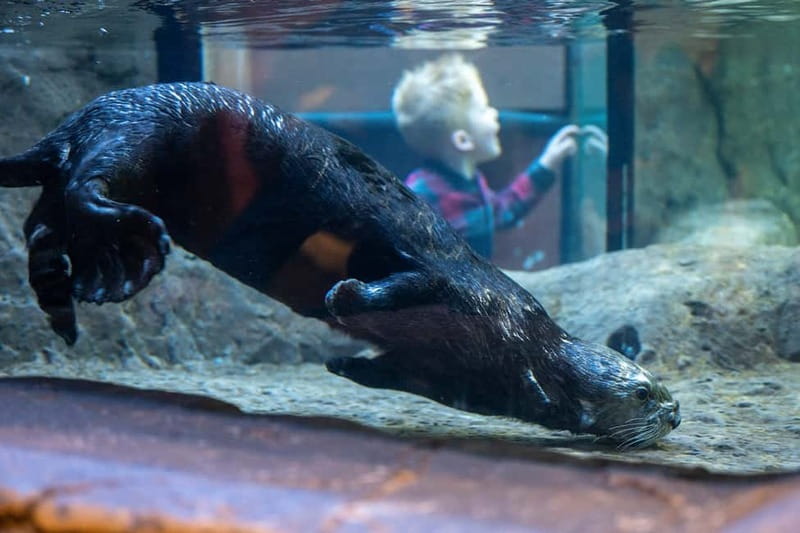 Birmingham: National Sea Life Centre Entrance Ticket - Booking flexibility and useful planning details