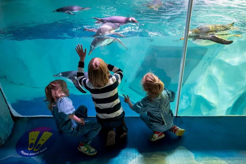 Birmingham: National Sea Life Centre Entrance Ticket - The Interactive Rockpool lets you use your hands