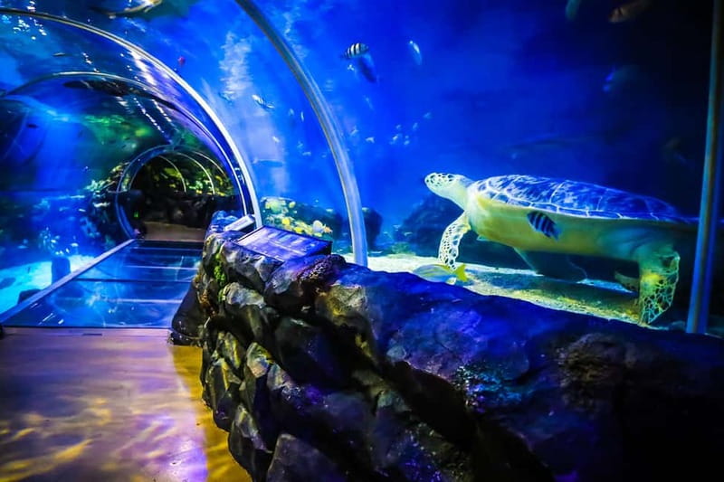 Birmingham: National Sea Life Centre Entrance Ticket - How much time should you allow?