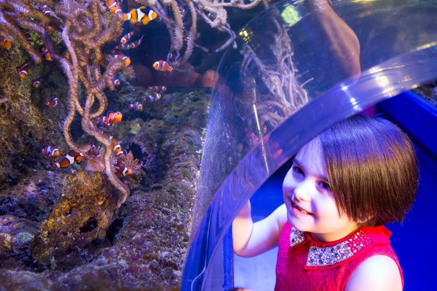 Birmingham: National Sea Life Centre Entrance Ticket - Is the $30.31 ticket good value?