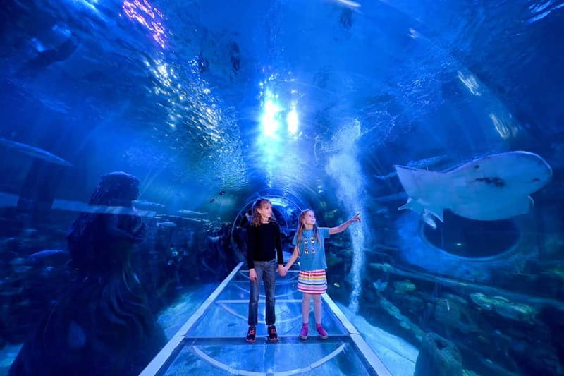 Birmingham: National Sea Life Centre Entrance Ticket - Who will enjoy this most?