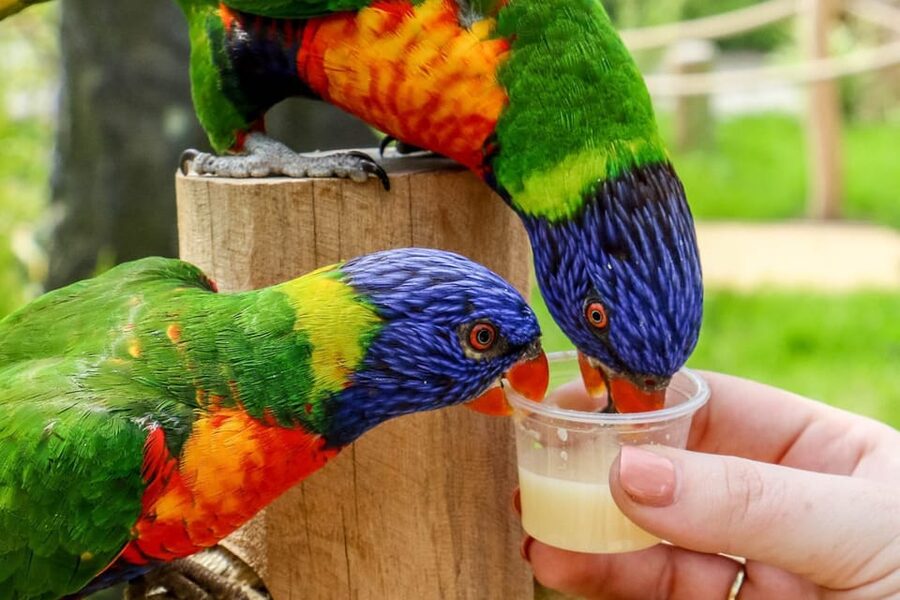 Blackpool: Zoo Admission Ticket - Getting there and accessibility