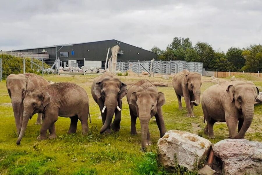 Blackpool: Zoo Admission Ticket - Spend time at Project Elephant Base Camp