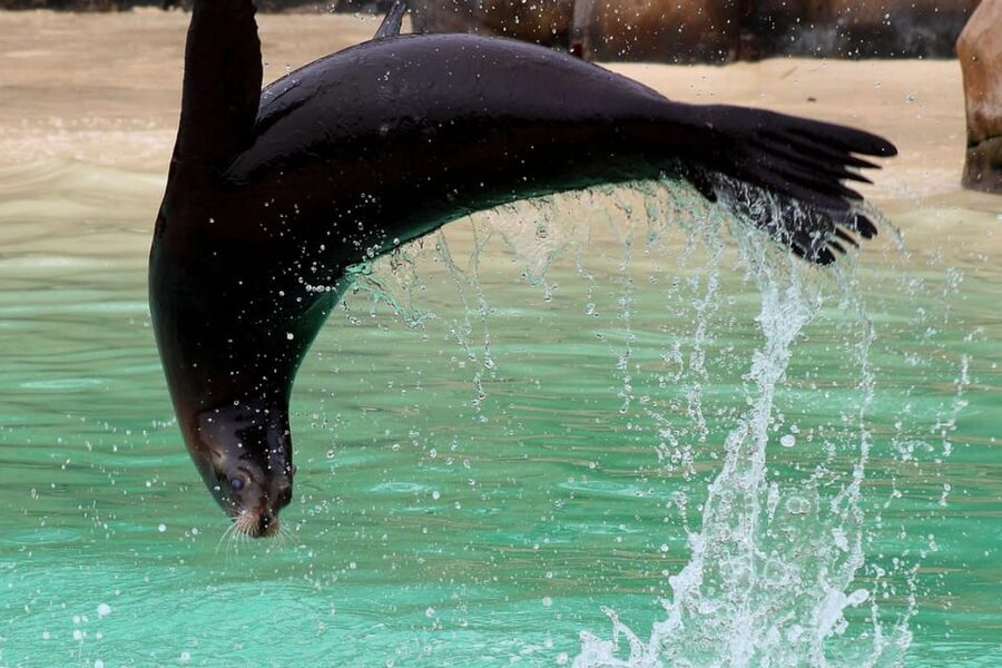 Blackpool: Zoo Admission Ticket - Big cats, gorillas, and the larger mammals