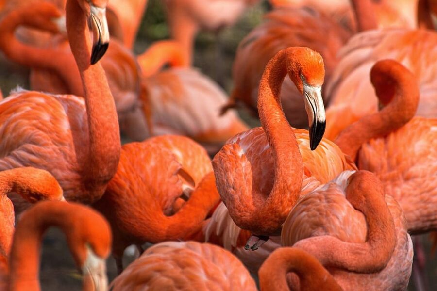 Blackpool: Zoo Admission Ticket - Walk through lemurs, wallabies, and birds