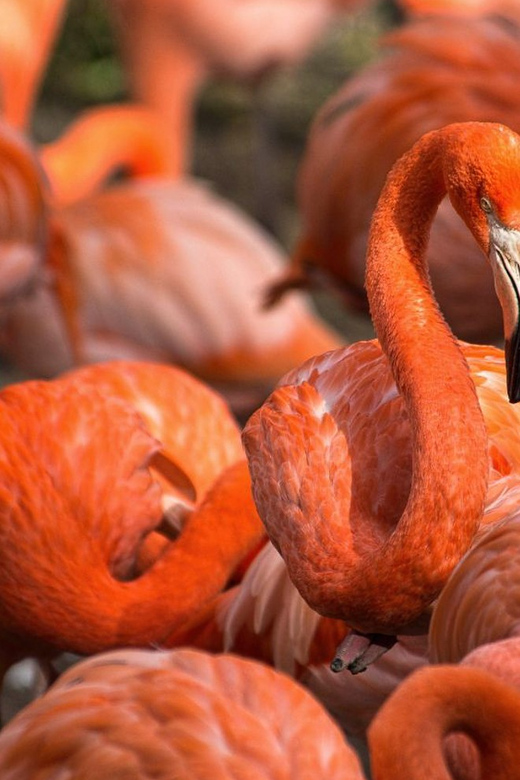 Blackpool: Zoo Admission Ticket - Start with Dinosaur Safari