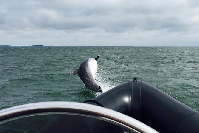 Boat Seafari Adventure - Watching the Tay for dolphins and seals