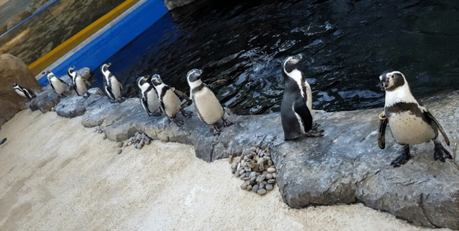 Bournemouth Oceanarium Ticket - The Shark Reef Tunnel and its large residents