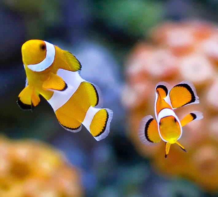 Bournemouth Oceanarium Ticket - Who will enjoy it most?