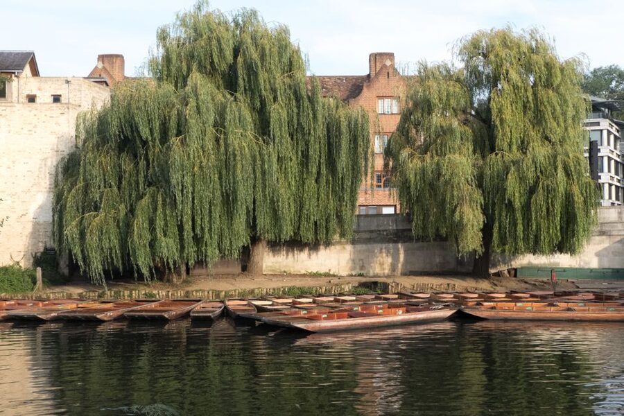 Cambridge: Punting Tour on the River Cam - The Bridge of Sighs and the return journey