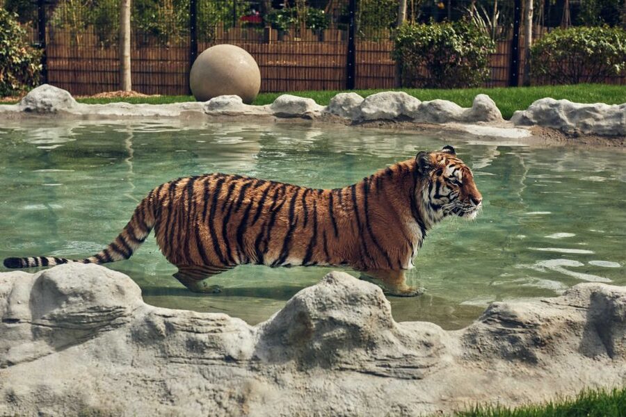 Chessington World of Adventures Resort: Entrance Ticket - Food costs and what the $43 ticket really buys