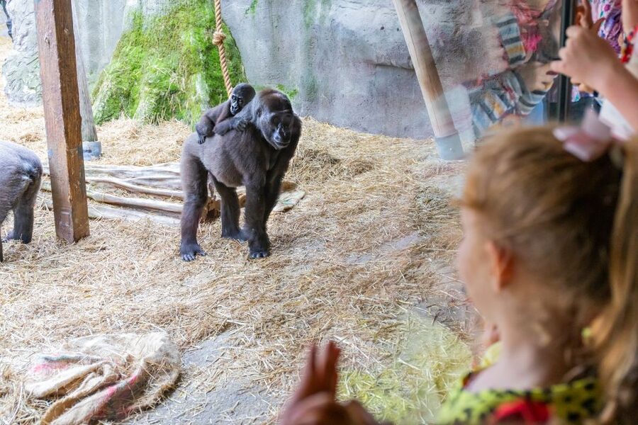Chessington World of Adventures Resort: Entrance Ticket - Who will get the most from this visit