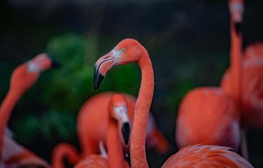 Chester: Chester Zoo Entry Ticket - Is the $33 ticket good value?