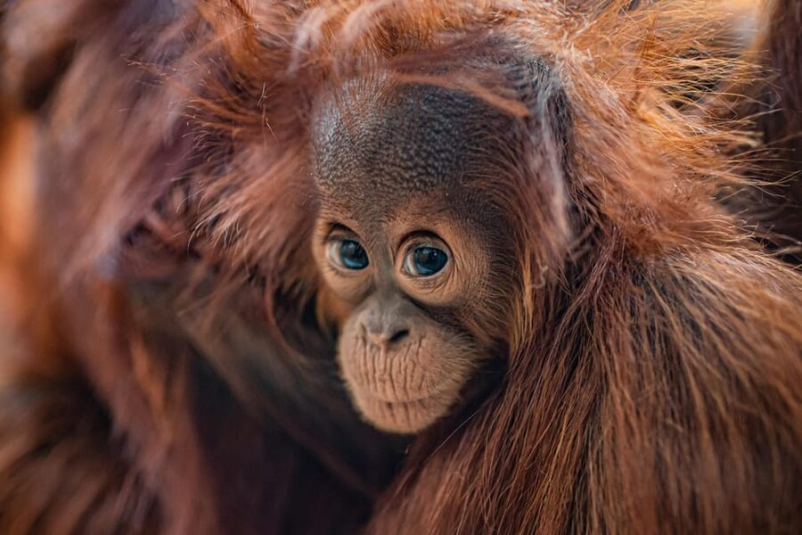 Chester: Chester Zoo Entry Ticket - Five playgrounds make this a family day, not just a zoo visit