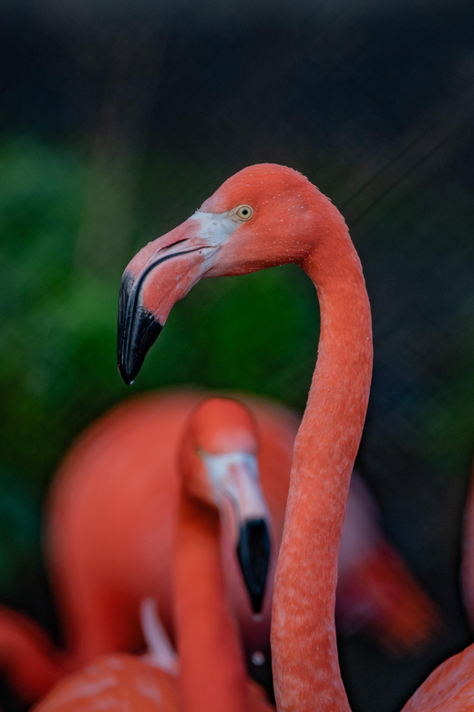 Chester: Chester Zoo Entry Ticket - How to plan a better one-day visit