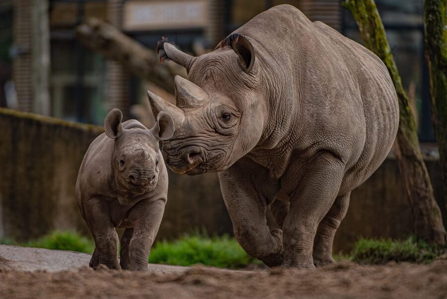 Chester: Chester Zoo Entry Ticket - Islands moves from boat ride to tropical rainforest