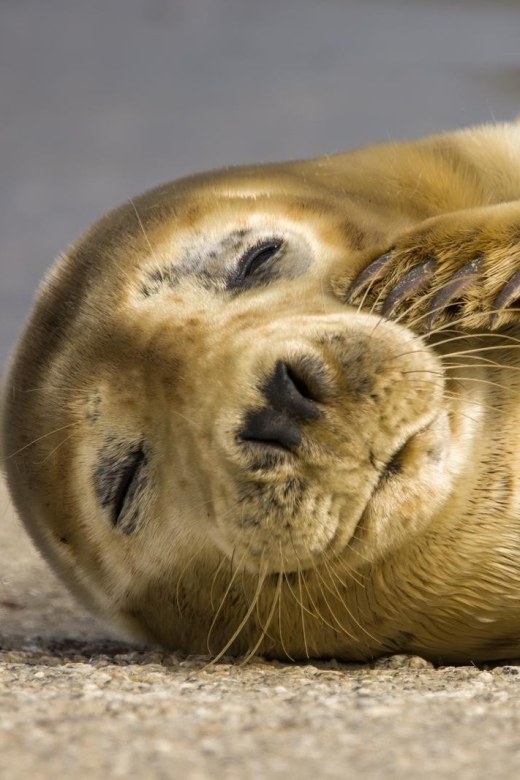 Cornwall: Guided Seal Safari by Boat - Key points to know before booking