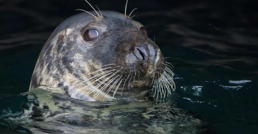Cornwall: Guided Seal Safari by Boat - Looking for grey seals near the offshore islands