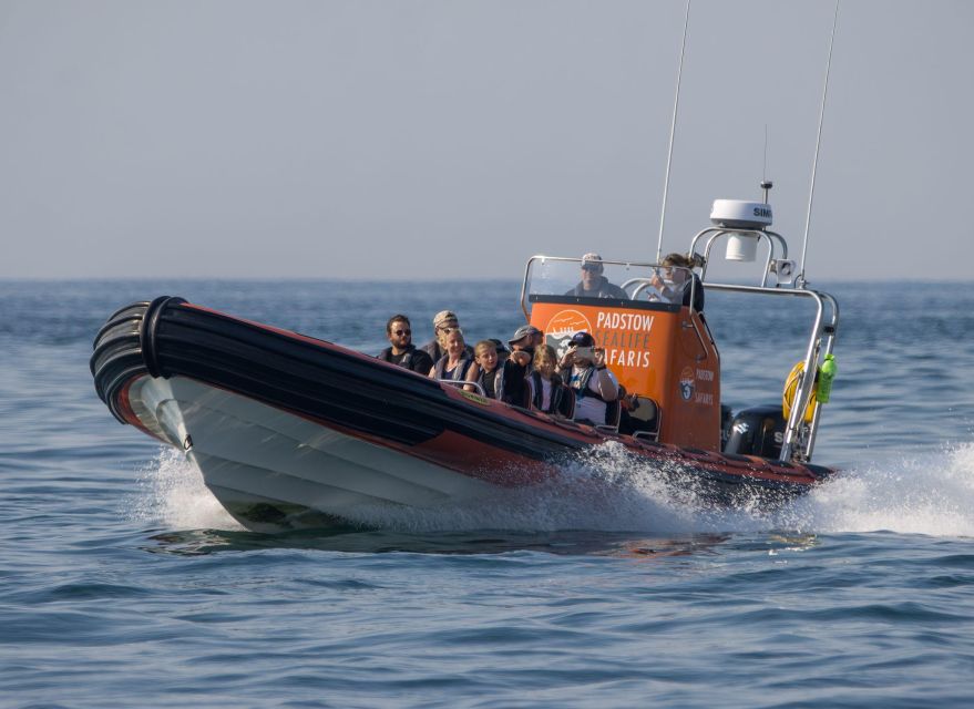 Cornwall: Guided Seal Safari by Boat - Is the $37 price good value?