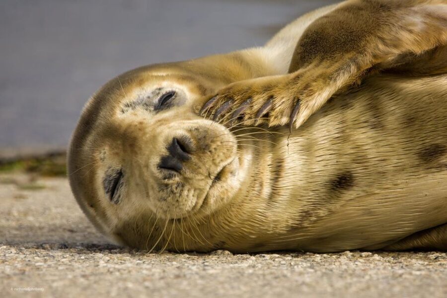 Cornwall: Guided Seal Safari by Boat - Who should book this Cornwall boat trip?