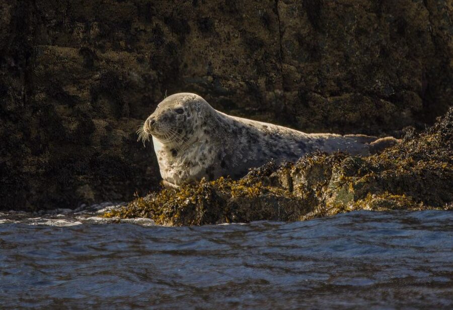 Cornwall: Guided Seal Safari by Boat - Should you book the Padstow Seal Safari?