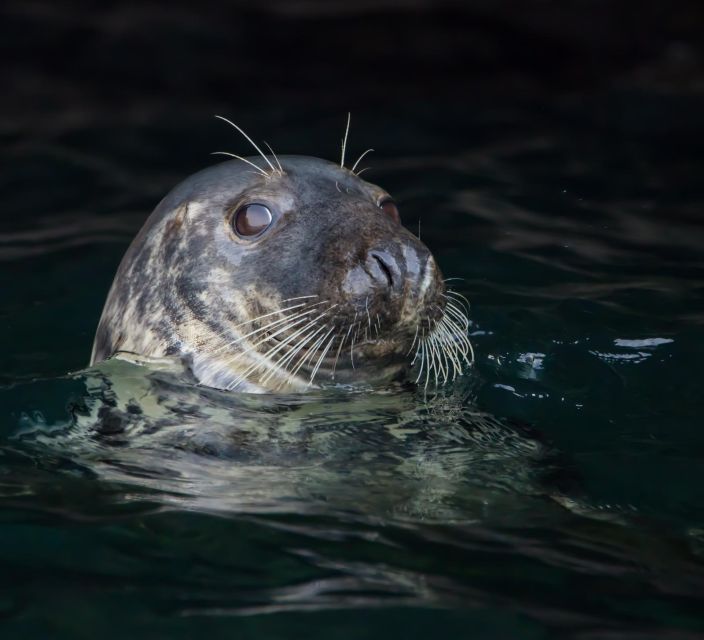 Cornwall: Guided Seal Safari by Boat - Racing along Cornwall’s rugged coast