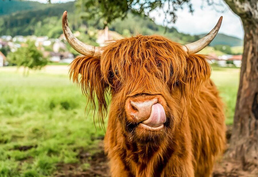 Edinburgh: Loch Ness, Glencoe & the Scottish Highlands Tour - Leaving Edinburgh for the Highlands
