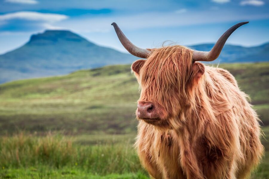 Edinburgh: Loch Ness, Inverness & Highlands Tour in Spanish - The long road to Inverness