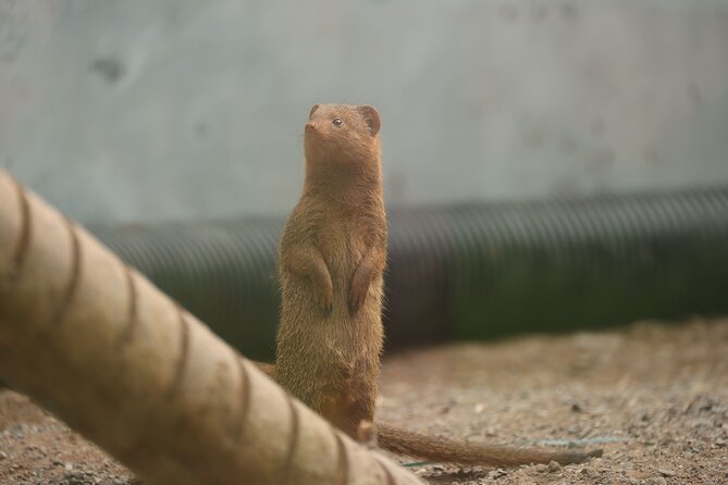 Entry ticket to Hoo Zoo and Dinosaur World in Telford - Weather, mud, and access deserve honest planning