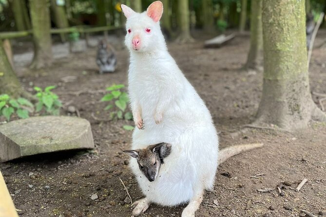 Entry ticket to Hoo Zoo and Dinosaur World in Telford - Who will get the most from this ticket