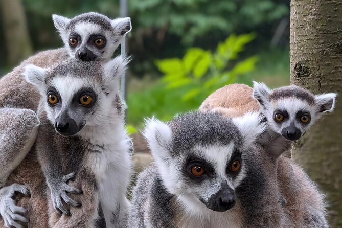 Entry ticket to Hoo Zoo and Dinosaur World in Telford - The animal collection: wolves, lemurs, and capybara