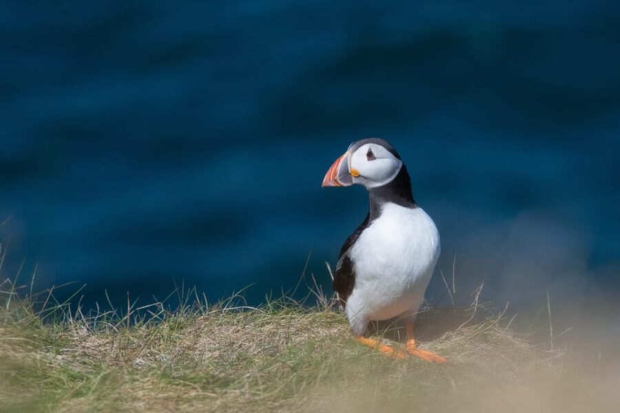 From Aberdeen: North East Coastal Trail Small-Group Tour - Key points at a glance