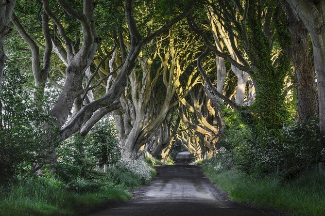 From Belfast-Giants Causeway, Dunluce Castle and Dark Hedges tour - At a glance: what this Belfast day trip delivers