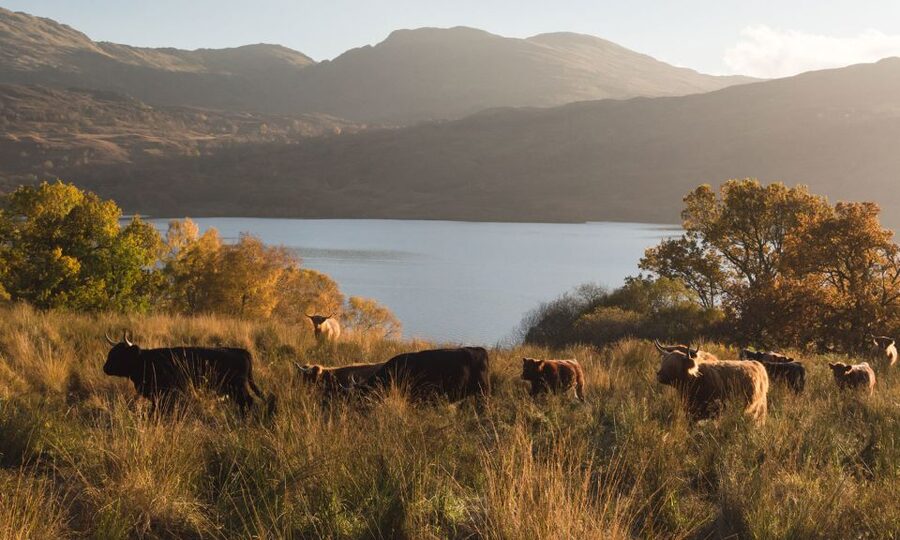 From Edinburgh: Glasgow & Scottish lakes Spanish Tour - What the Spanish guide adds