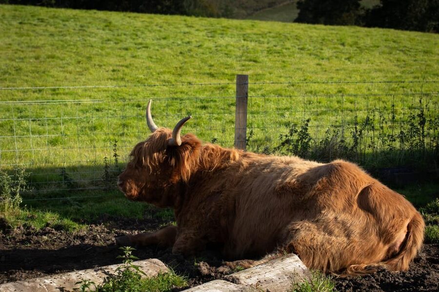 From Edinburgh: Loch Ness, Glencoe & Scottish Highlands Tour - Fort Augustus, lunch, and the practical side of the loch