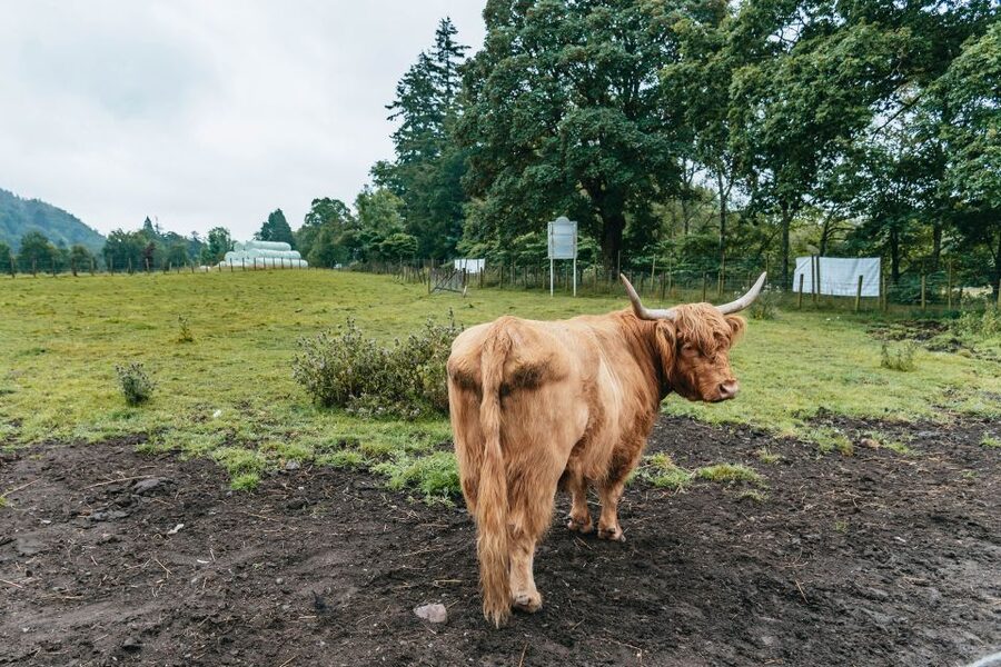 From Edinburgh: Loch Ness, Glenoce & The Highlands Day Tour - Key points to know before booking