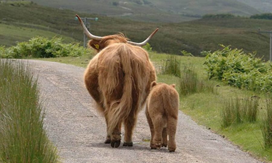 From Edinburgh: Loch Ness & Inverness Tour in Spanish - Dunkeld and the River Tay finale