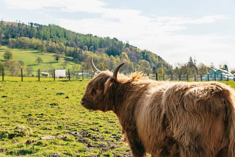 From Edinburgh: Loch Ness & Scottish Highlands Tour - Who should book this tour?