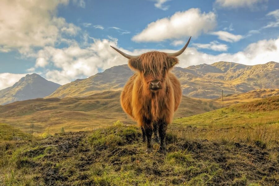 From Glasgow: Loch Lomond, Trossachs & Stirling Castle Tour - Weather, walking, and practical limits