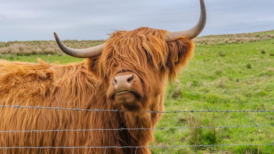 From Inverness: Cawdor Castle and Cairngorms National Park - A full Highland day from Inverness