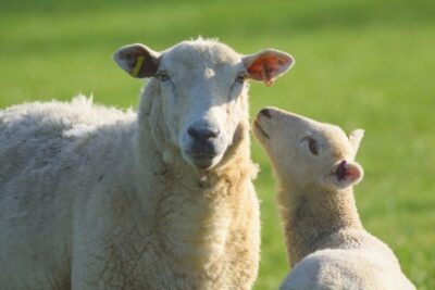 Full-Day Cotswolds Small-Group Tour