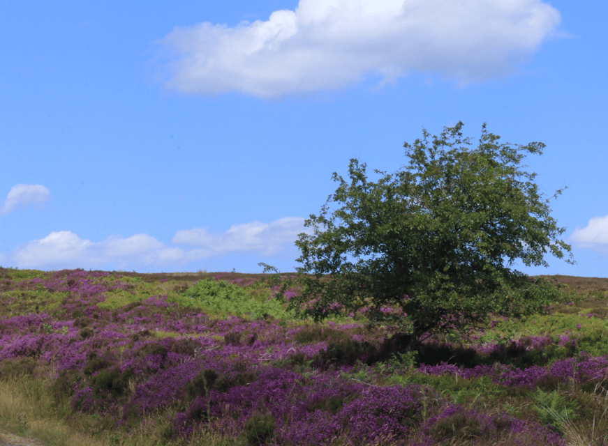From York: North Moors and Whitby Tour - The ride back to York