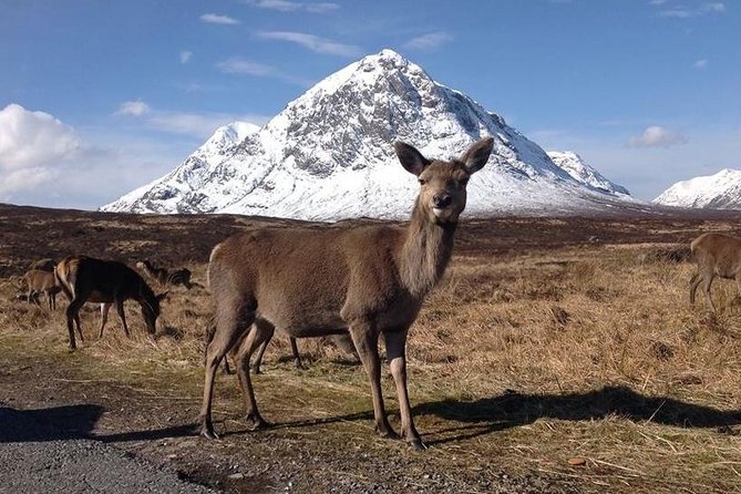 Glasgow: Loch Ness, Glencoe, and the Highlands Day Tour - Ben Nevis passes by the window