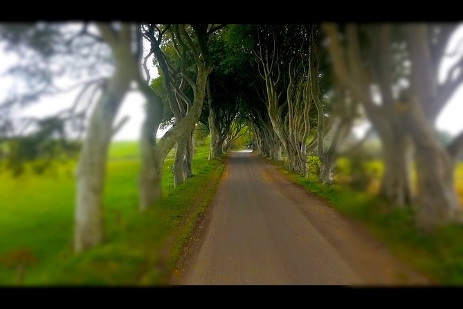 Guided Day Tour of Giant's Causeway from Belfast by Comfortable Coach - The Dark Hedges: famous, quick, and not for everyone