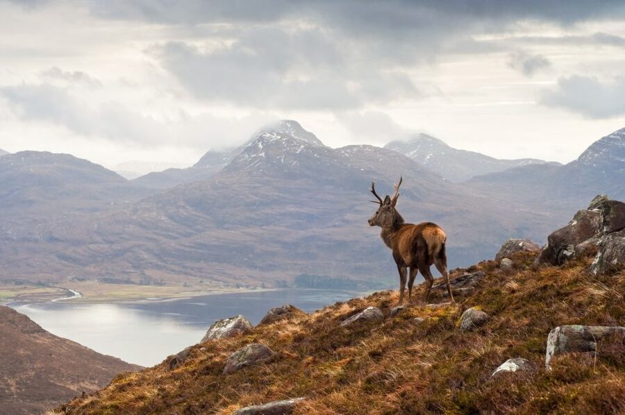 Inverness: Applecross, Loch Carron & Wild Highlands Day Tour - Applecross Village and the chance to spot wildlife
