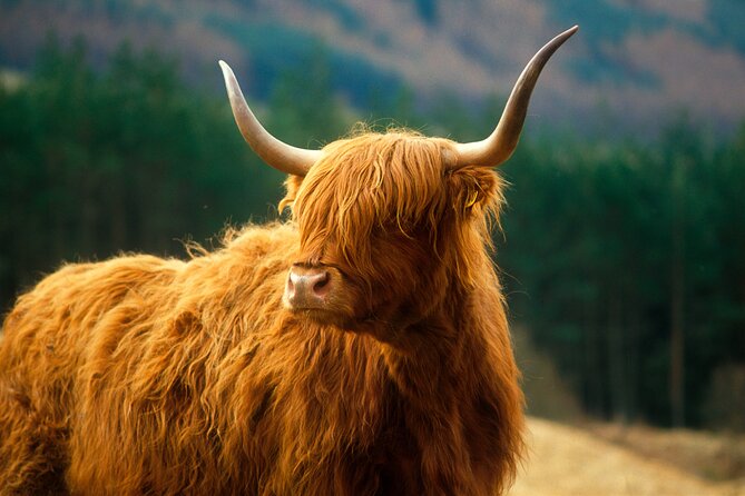 Isle of Skye Full Day Private Tour from Inverness - Portree gives you one hour to eat and wander