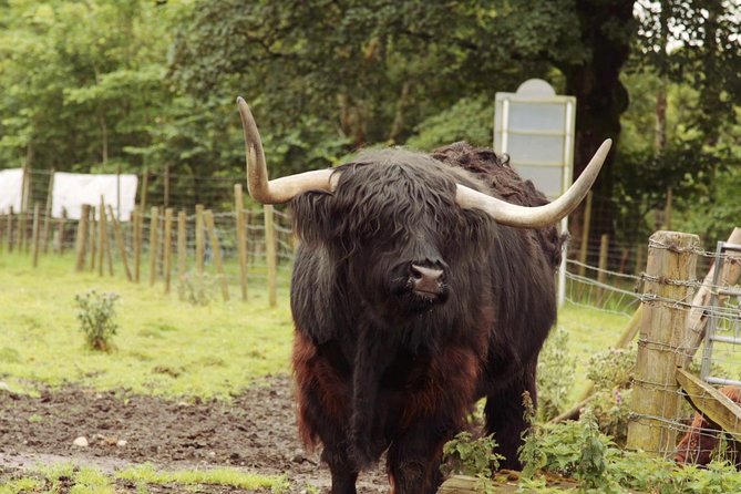 Loch Ness, Glencoe and The Scottish Highlands Tour from Edinburgh - Comfort, food and toilet planning