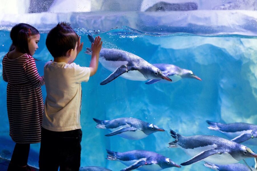 London: Madame Tussauds, London Eye & SEA LIFE Combo Ticket - SEA LIFE London: sharks, turtles, and jellyfish