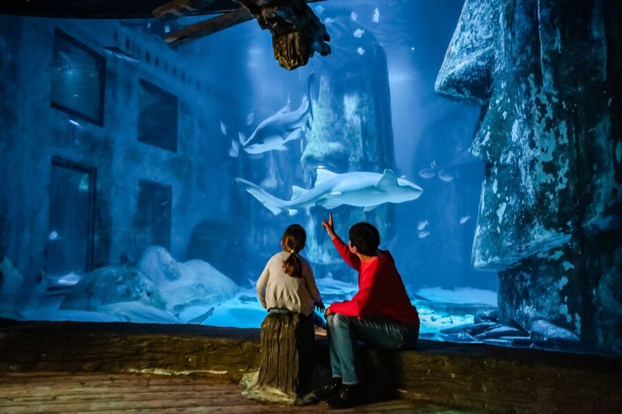 London: SEA LIFE Entry Ticket - Three floors of underwater life in central London