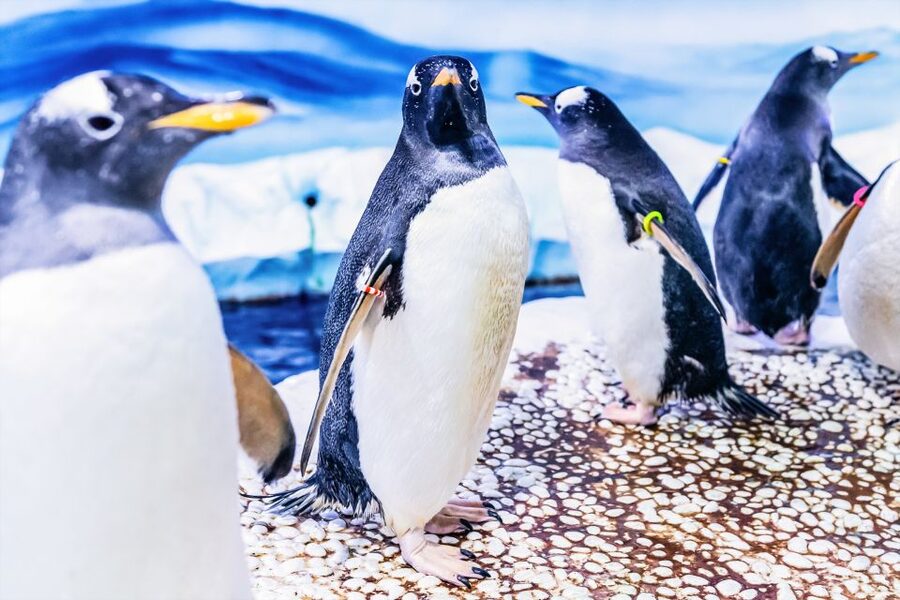 London: SEA LIFE Entry Ticket - Ice Adventure and the Gentoo penguins